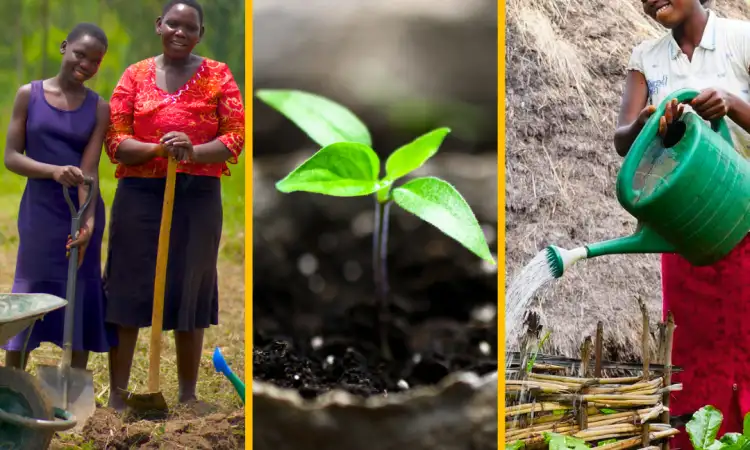Three vertical images side by side, showing women with their tools, a seedling growing, and a woman watering her crops
