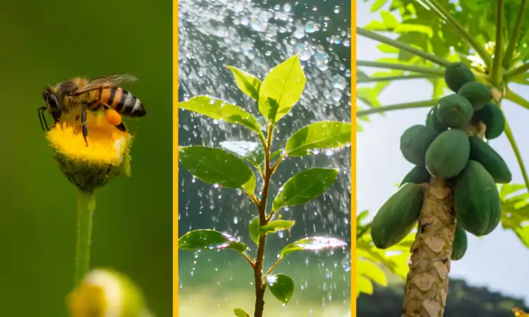 Healthy Ecosystems charity gift bundle (bees, water, trees)