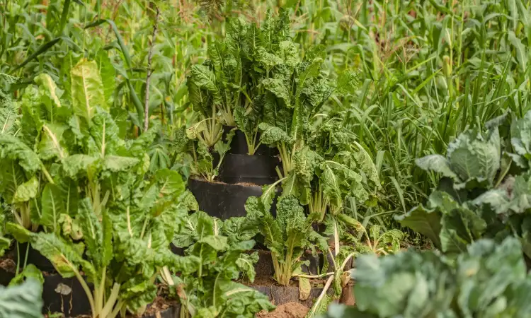 A cone garden, made by project participants in Kenya, which allows them to make better use of vertical space.