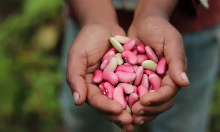 Fresh beans, harvested by project participants in Ethiopia.