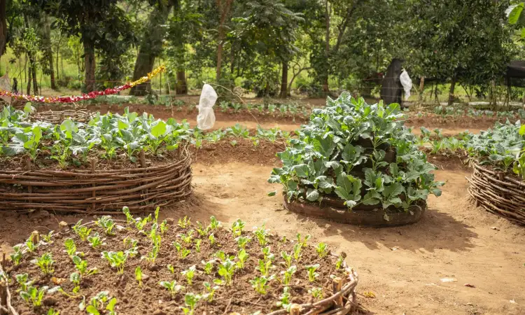 kitchen garden