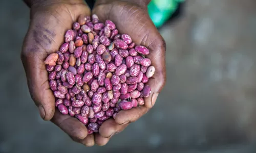hands cupping purple pulse seeds