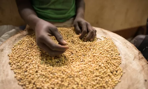 Drought-resistant seeds