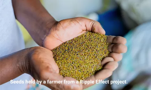 Seeds held by a farmer of ripple effect project