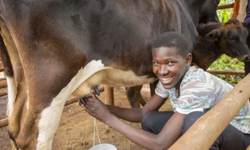 Theresa's son milking their cow