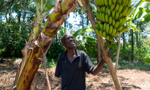 Kenyan man with one arm smiling up at his banana tree