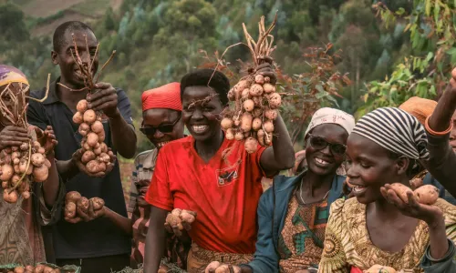 A group of farmers smiling and holding up freshly harvested potatoes in a field.