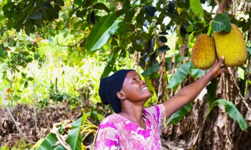 Fatuma, Kenyan farmer, reaching up to her jackfruit tree, smiling