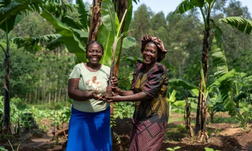 Everline, a Kenyan woman, passing on a banana sucker to Emmy, her neighbour