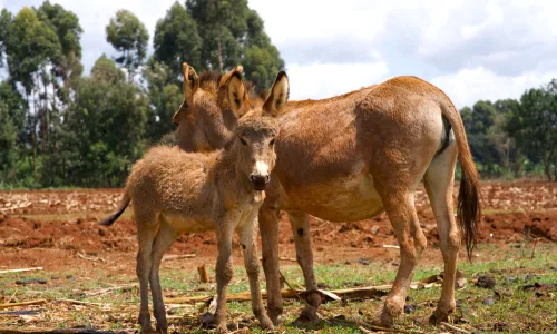 Donkey mother and baby