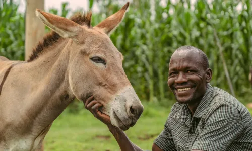 donkey and smiling man