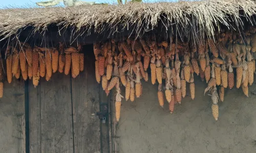Maize cobs hanging outside a rural home for drying and storage