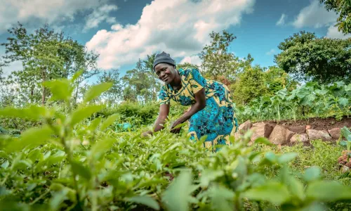Mildred, a Kenyan woman, tending to her greens in her field, wearing a blue and yellow dress and looking up at the camera smiling