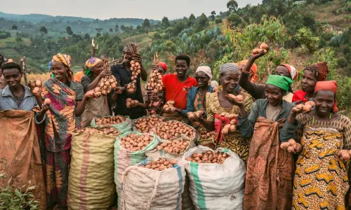 Group of Burundian farmers showing their large potato harvest, smiling and chatting