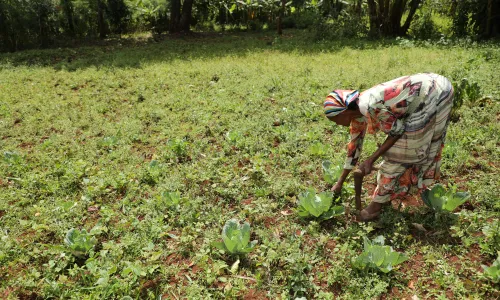 Woman farmer tending her crops