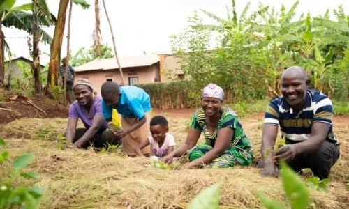 Family working together in their vegetable garden using mulching to protect crops and improve soil health.