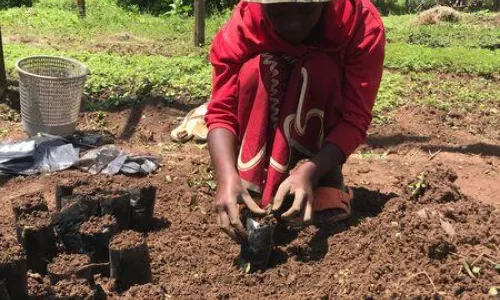 Person planting seedlings in a nursery bed while others assist nearby