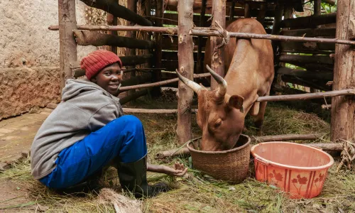 Farmer feeding a dairy cow in a livestock enclosure.