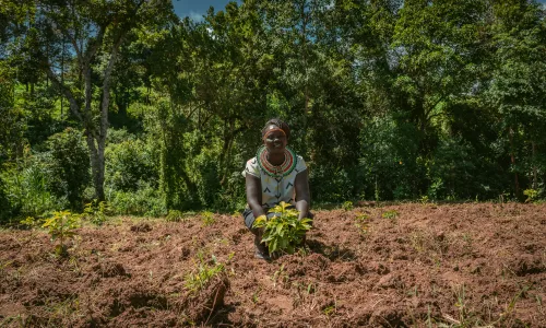 Kenyan woman, in her freshly turned field, holding the first crop she has planted while kneeling on the ground and looking at the camera
