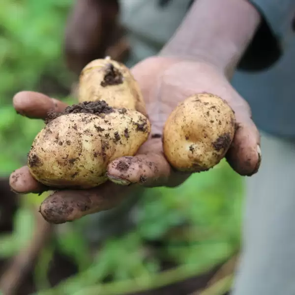 Rain-fed potatoes grown in Ethiopia