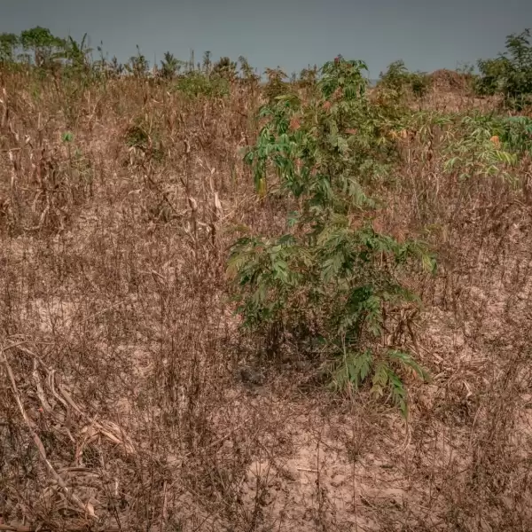 Dried maize field affected by unpredictable climate