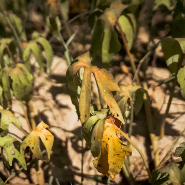 A young cassava plant affected by drought and pests