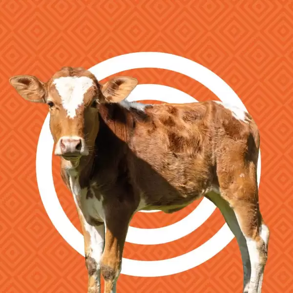 Donate a cow charity gift