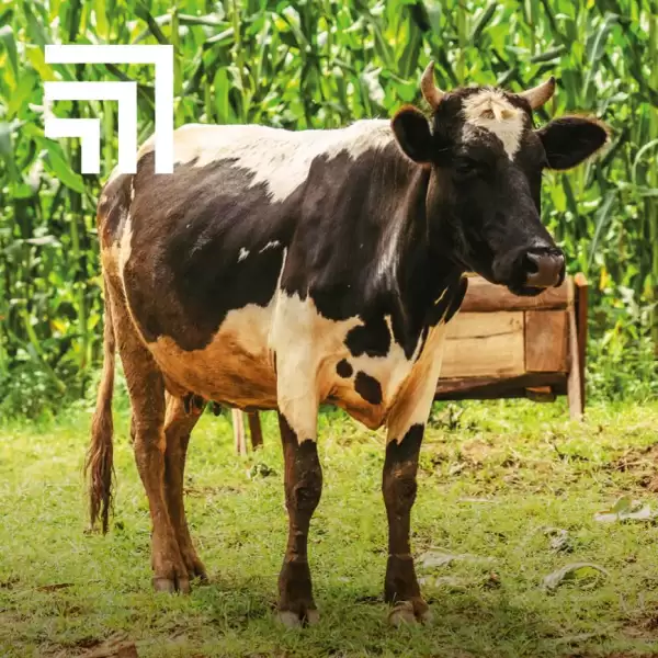 Send a cow charity gift