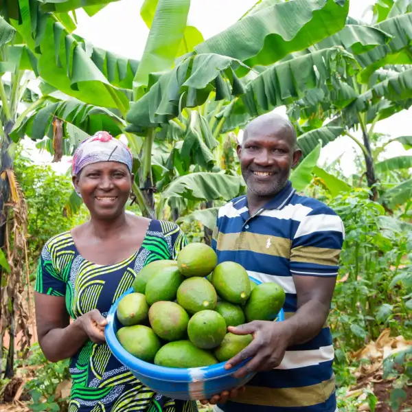 A couple holding a large bowl filled with avocados grown on their farm, standing in front of banana trees and crops.
