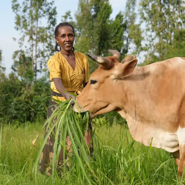 Tarikuwa, an Ethiopian farmer, with her hybrid dairy cow