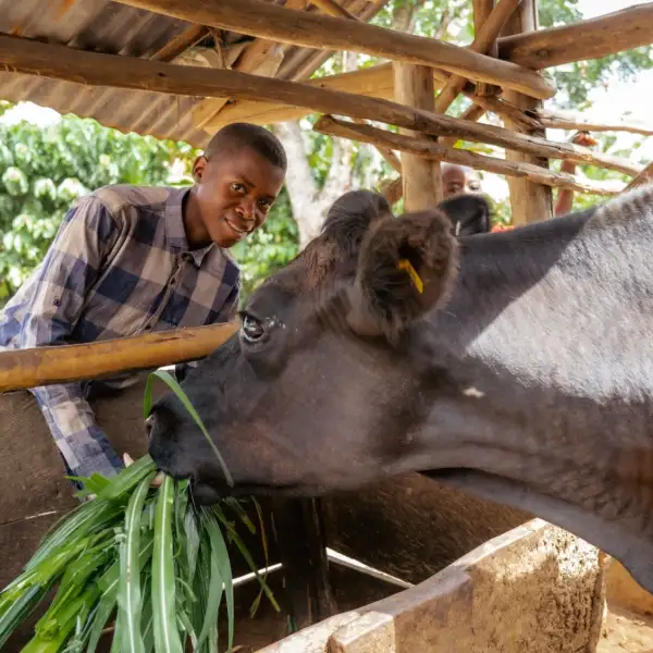 Young Rwandan boy feeding his cow and looking at the camera smiling