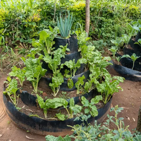 Cone garden with four layers, in a circular shape, with lots of crop growth
