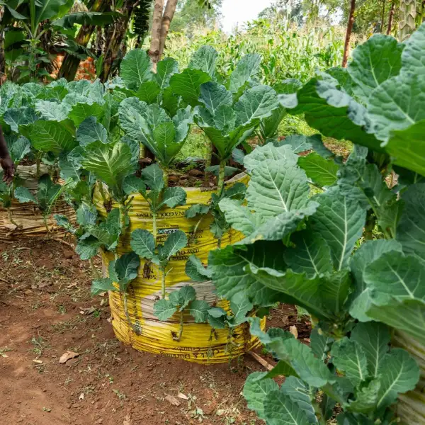 Sack mound made with a large yellow bag, with crops growing from holes on the side and at the top