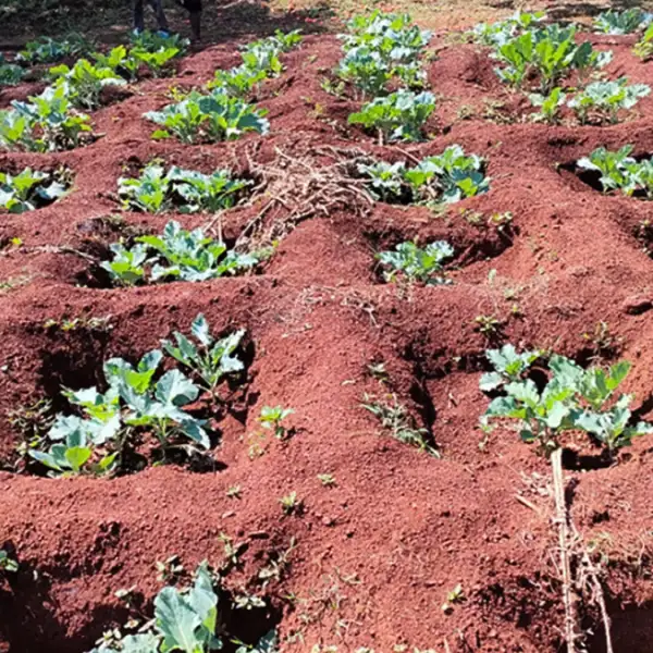 Grid of Tumbuzika pits with crops growing in each