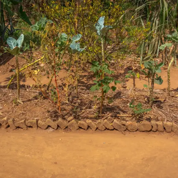 raised garden vegetable bed