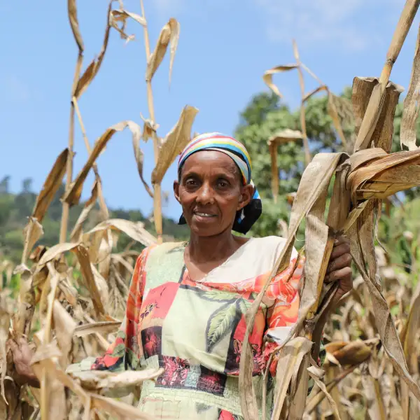A woman farmer stands in a drought-damaged maize field in rural Ethiopia, surrounded by dry, withered crops beneath a bright blue sky.