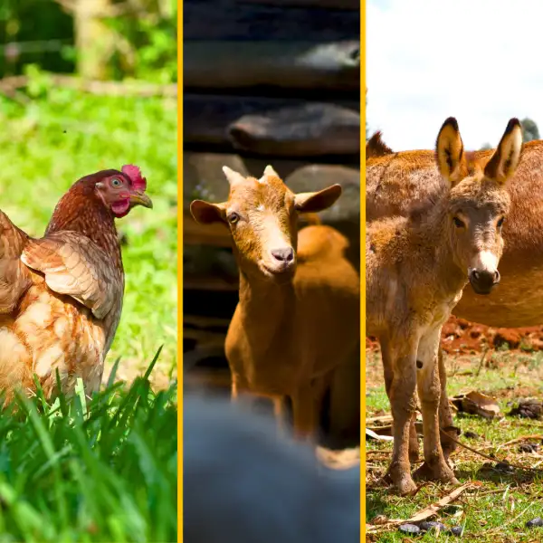 Farm animals charity gift bundle (chicken, goat, and donkey)