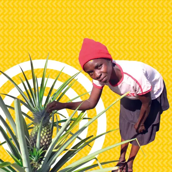 Poverty busting pineapples charity gift