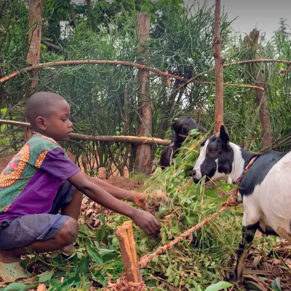 School Farmyard charity gift