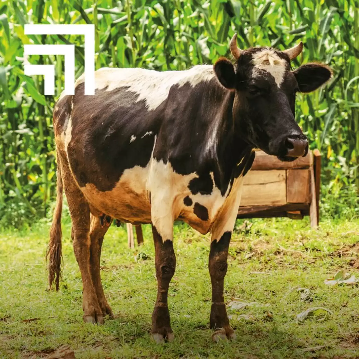 A dairy cow