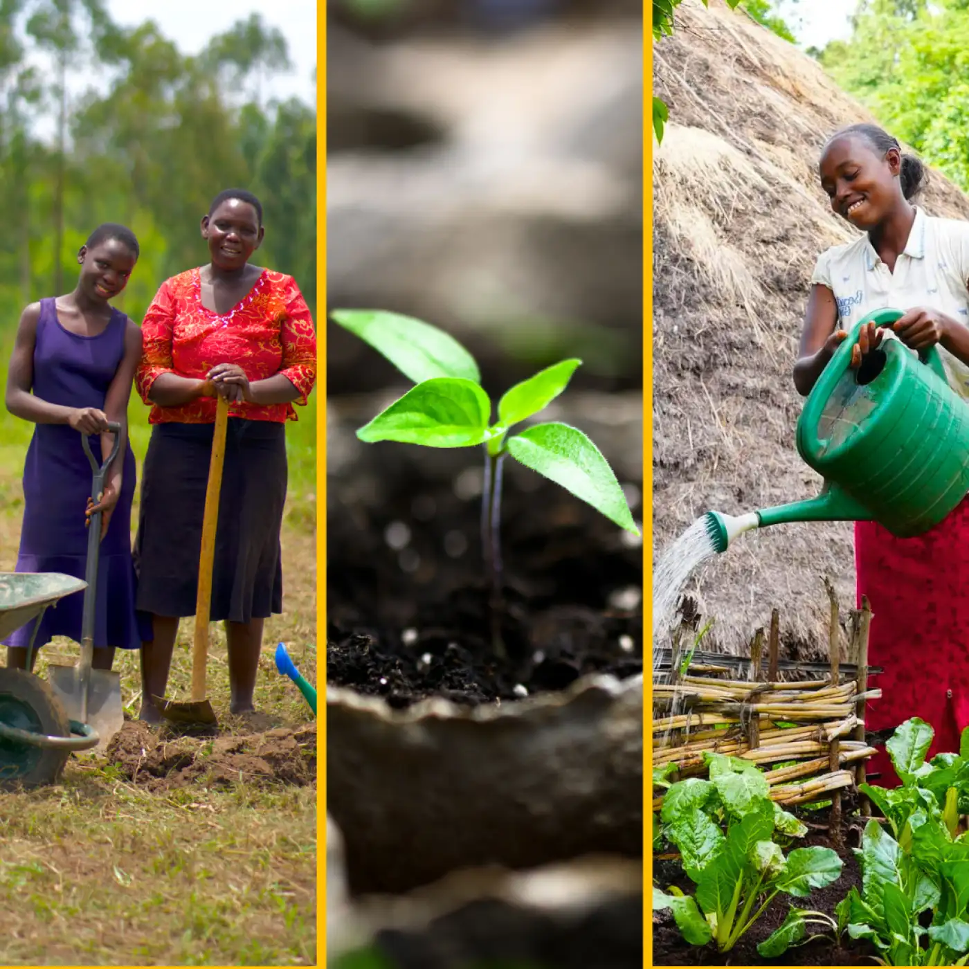 Gardening tools, seedling, and wonderful water