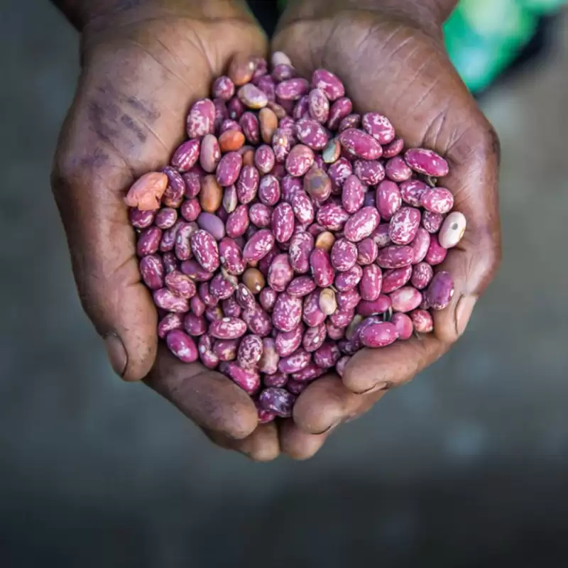 Hands holding purple beans