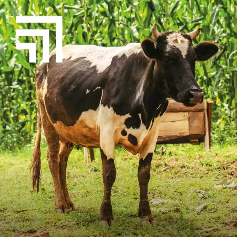 A dairy cow