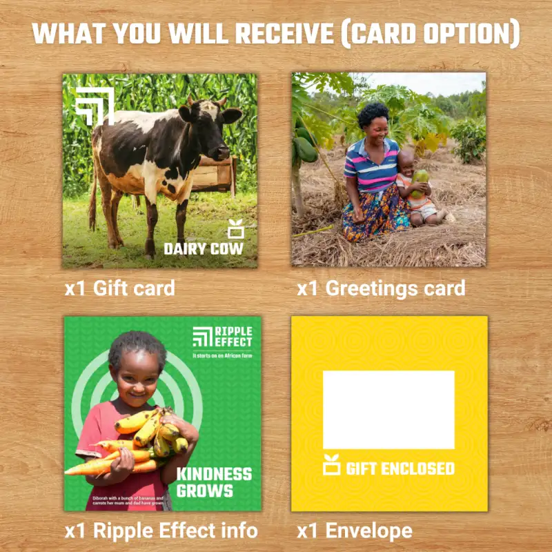 Flat lay of the dairy cow gift pack