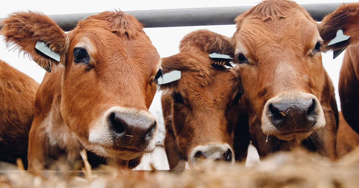 Ripple Effect | Our Increase the Milk project launches in Rwanda