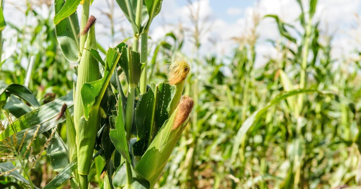 Ripple Effect | The ingenious solutions saving maize harvests in