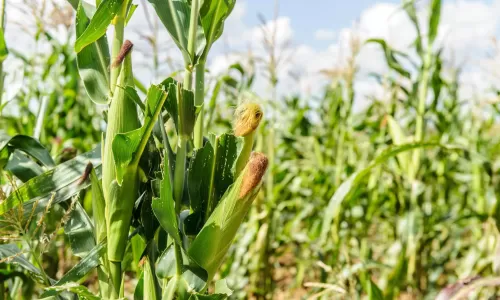 Maize Plants