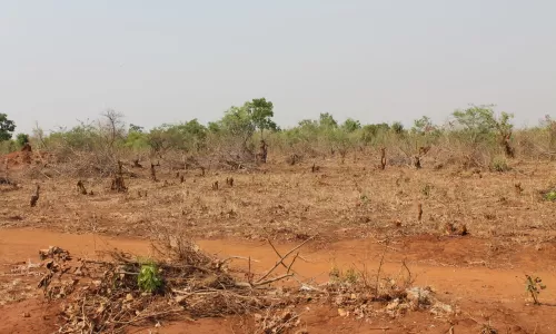 Deforestation and land degradation in Ongolwe Ward