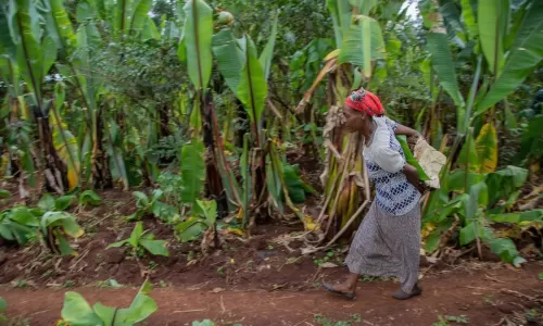 Women walking through plants