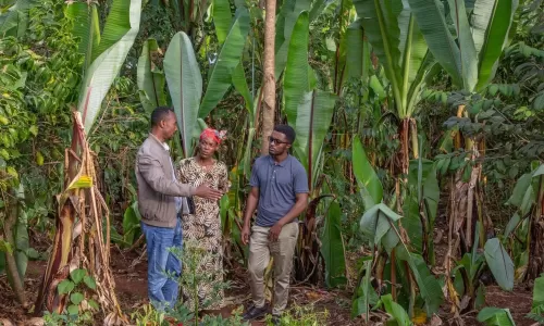 Farmer discussing enset